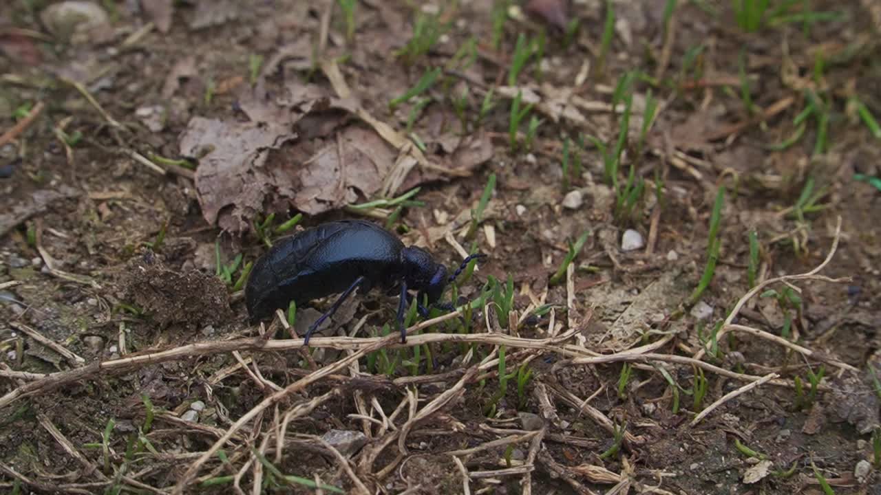 Macro shot of a shiny black beetle moving through forest soil with dry leaves and green sprouts. Ideal for nature documentaries, biology content, or educational use