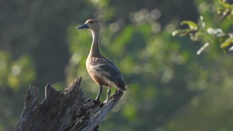 pato silbante - en el árbol - esperando un poco de espacio