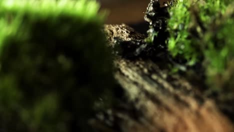 natural old forest, mossy trees, closeup macro view