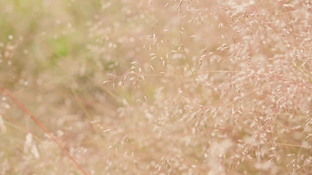 Close-up of a field of delicate grasses