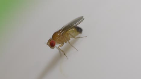la mosca de la fruta mira hacia abajo, aleteando las alas rápidamente preparándose para el vuelo