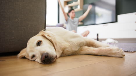 pet dog asleep on floor with biracial man practicing yoga sitting at home in background, slow motion