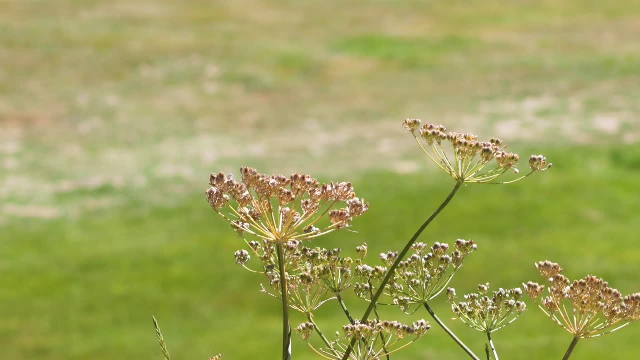 primer plano de las flores de las apiáceas en un campo