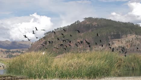swarm of black birds landing at a beautiful lake in peru. filmed in slow motion.