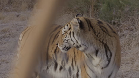 Tigre-Girando-La-Cabeza-Para-Mirar-A-La-Cámara