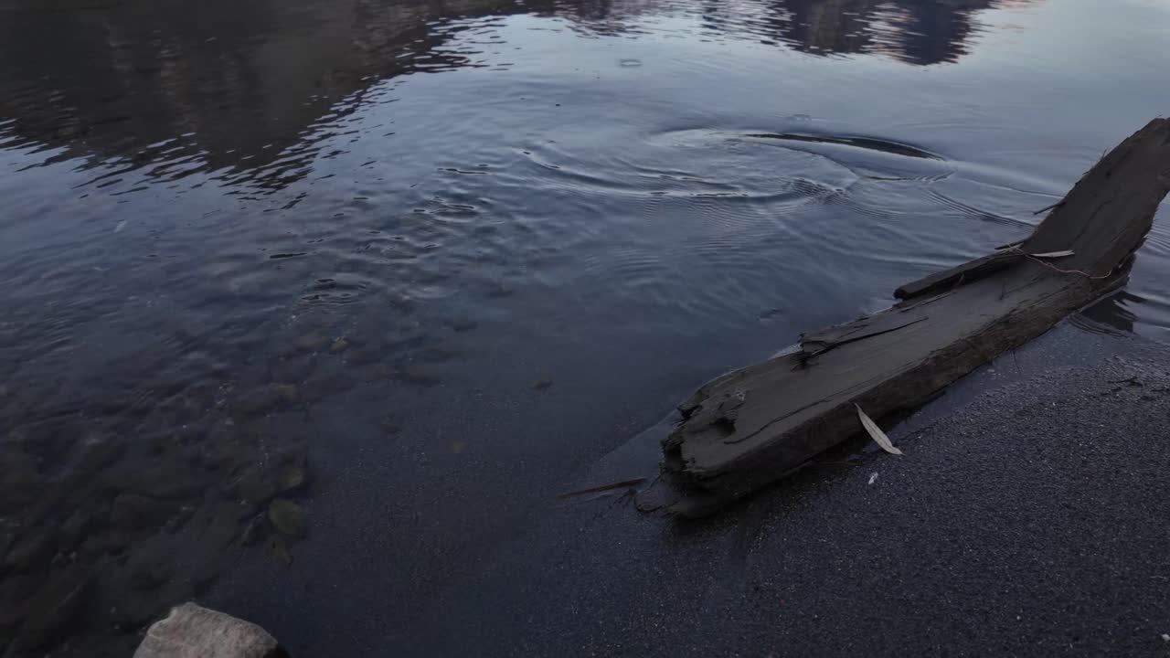 Driftwood abandoned wood lake Walen Walensee shore up-close shallow water surface nature