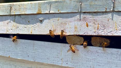 Bees-outside-agriculture-beehive,-honey-farm-production,-handheld
