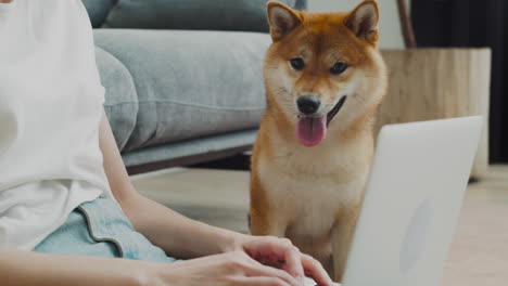 a cute dog watches as his unrecognizable owner's hands work on the computer keyboard. shiba inu.