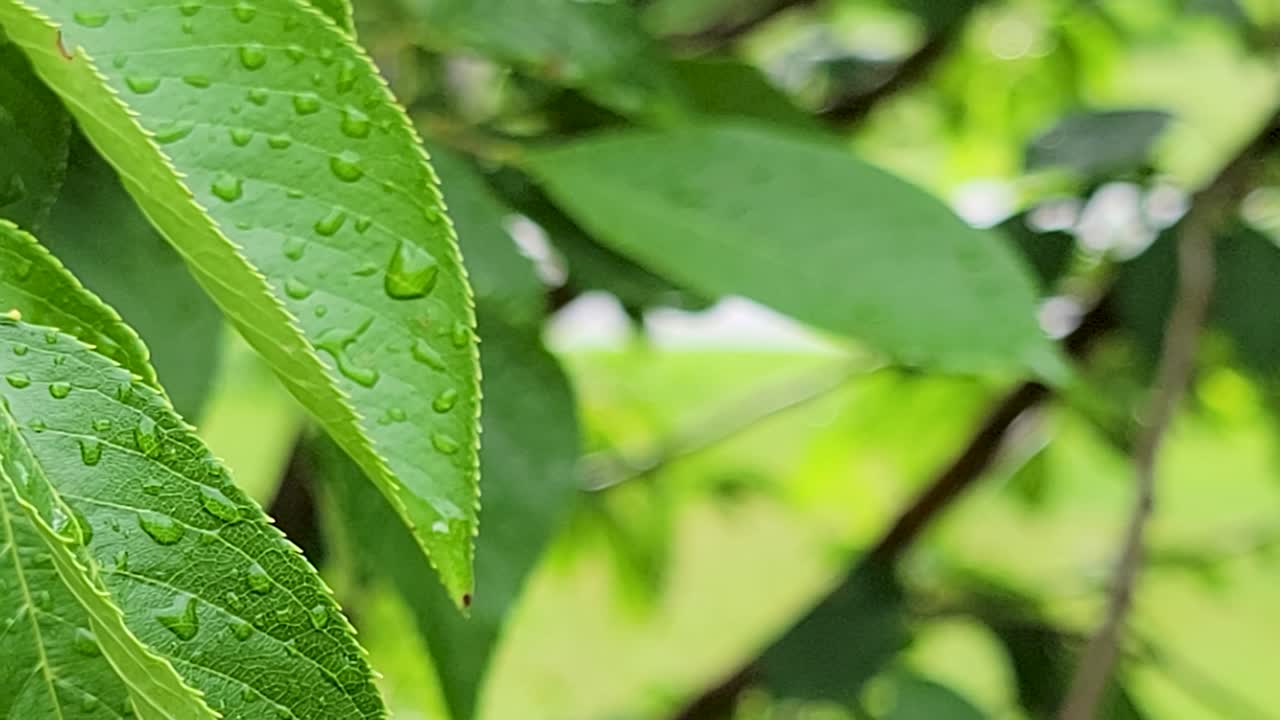 un impresionante primer plano de hojas verdes con gotas de lluvia frescas, capturando la intrincada belleza de la naturaleza después de una ligera lluvia