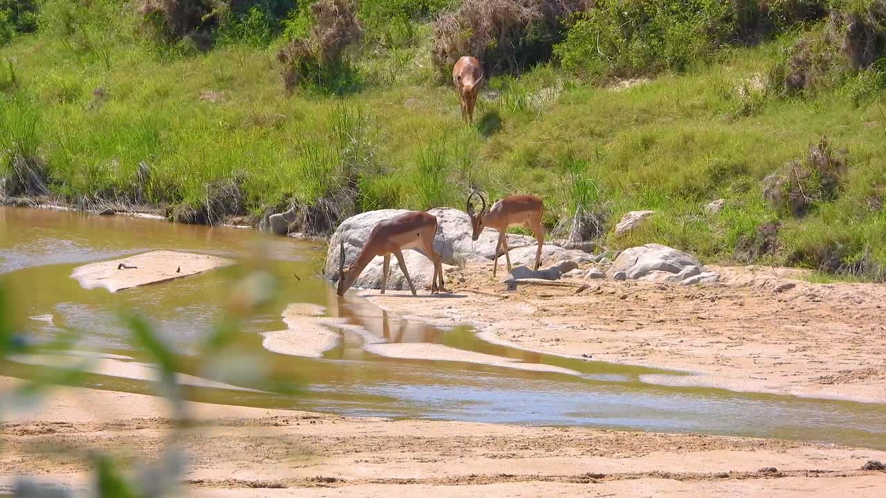 Wild gazelles walking toward the river in South Africa