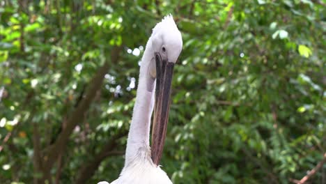 Primer-Plano-Extremo-De-Un-Gran-Pelícano-Blanco,-Pelecanus-Onocrotalus,-Acicalándose-Y-Acicalándose-Las-Plumas-Del-Cuello-Con-Su-Pico-Gigante-Contra-El-Fondo-Verde-Del-Follaje-Frondoso