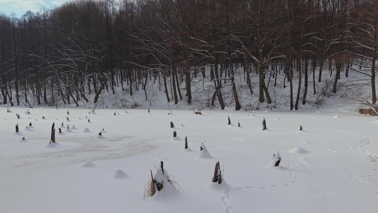 Un'ampia scena invernale di un laghetto ghiacciato coperto di neve bianca liscia, costellato di ceppi di legno che spuntano dal ghiaccio. Alberi spogli circondano la zona, creando un pacifico paesaggio forestale invernale.
