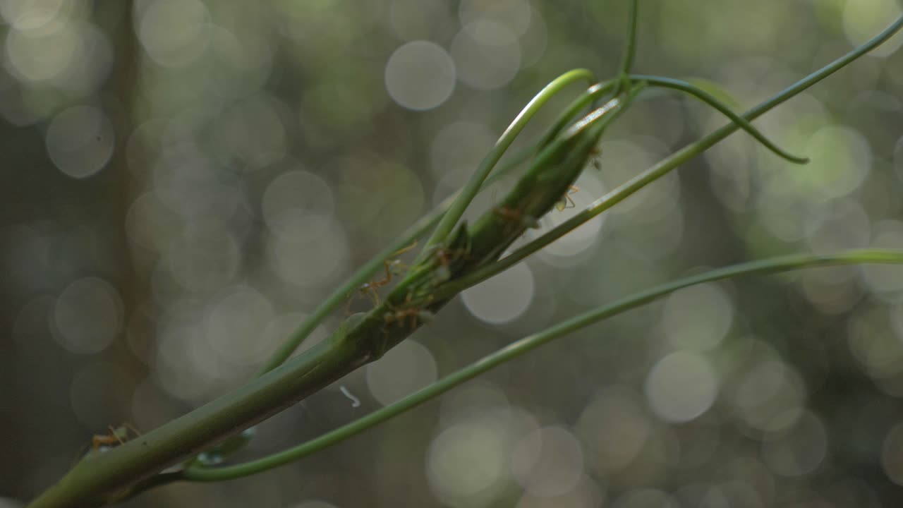 녹색 줄기에 개미의 식민지 - 매크로