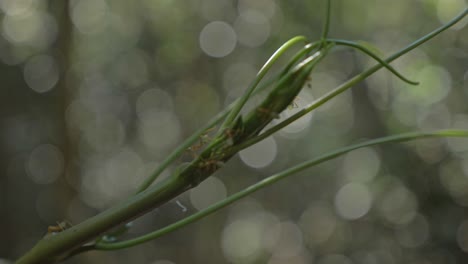 colonia de hormigas en tallo verde - macro