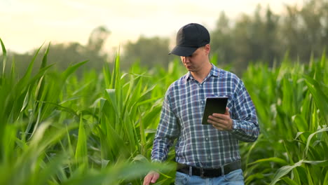 Junger-Männlicher-Agronom-Oder-Agraringenieur-Beobachtet-Grünes-Reisfeld-Mit-Digitalem-Tablet-Und-Stift-Für-Die-Agronomieforschung.-Landwirtschafts--Und-Technologiekonzepte