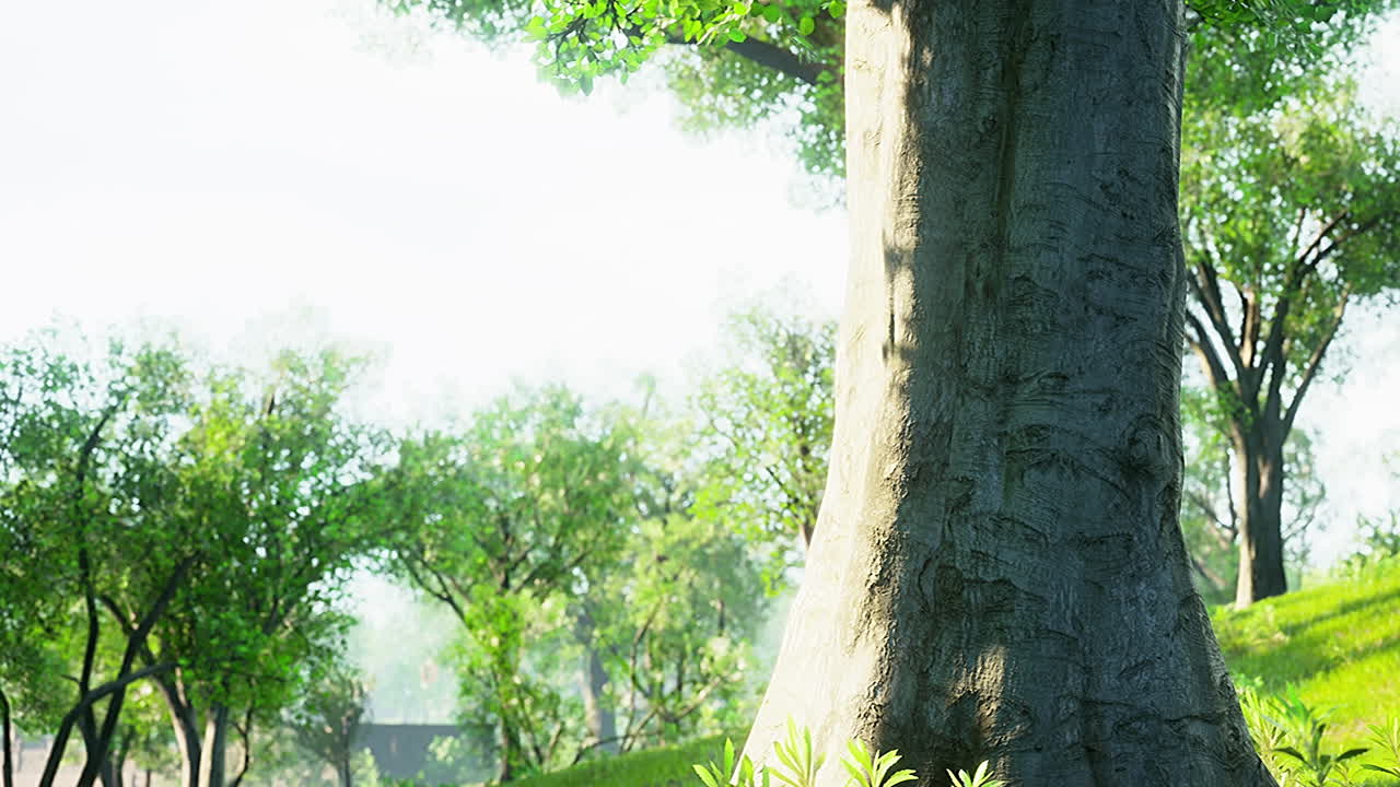 빛 속 의 숲 의 나무 들