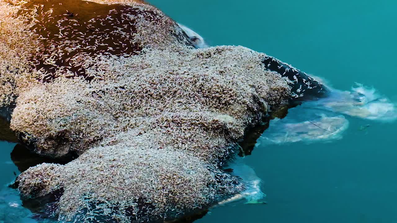 소의 시체를 먹는 애벌레의 클로즈업, 생명의 순환