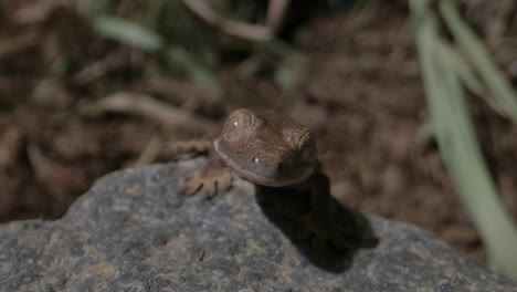 Vista-Macro-De-Gecko-Crestado-Recién-Nacido