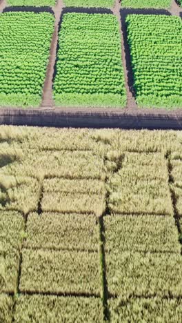 campo de maíz, vuelo sobre la crema de los tallos de maís, excelente crecimiento