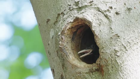 Hungriges-Spechtküken-In-Einer-Baumhöhle-Mit-Offenem-Schnabel