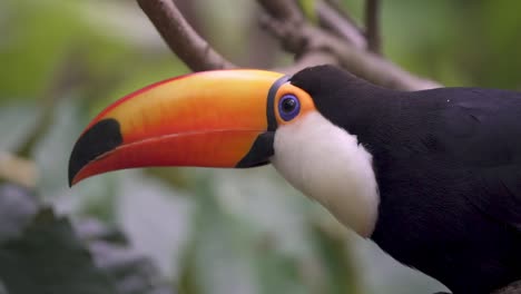 detailed close-up of the head and neck of a toucan which is observing the surrounding jungle environment