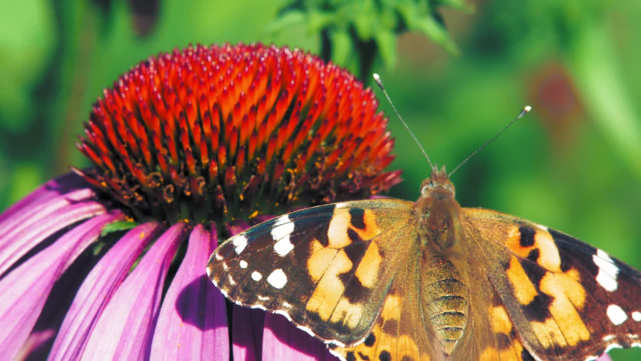 un primer plano extremo de una pequeña mariposa naranja de concha sentada sobre una flor cónica púrpura con las alas abiertas