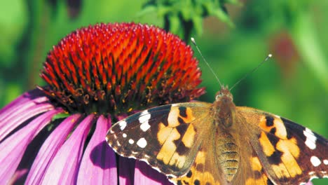 extreme close up macro shot of orange small tortoiseshell butterfly sitting on purple coneflower with wings wide open