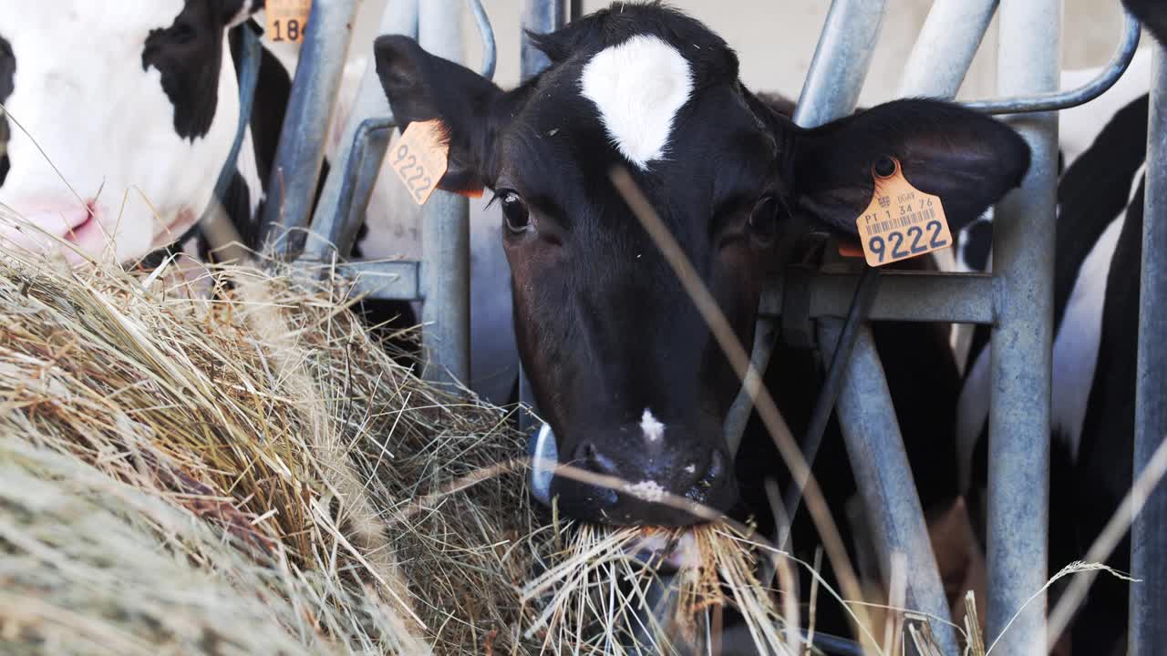 Close up of a young black and white calf eating hay in a barn