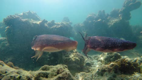 Ein-Paar-Tintenfische-Tanzen-In-Den-Wellen---Unterwasseraufnahme