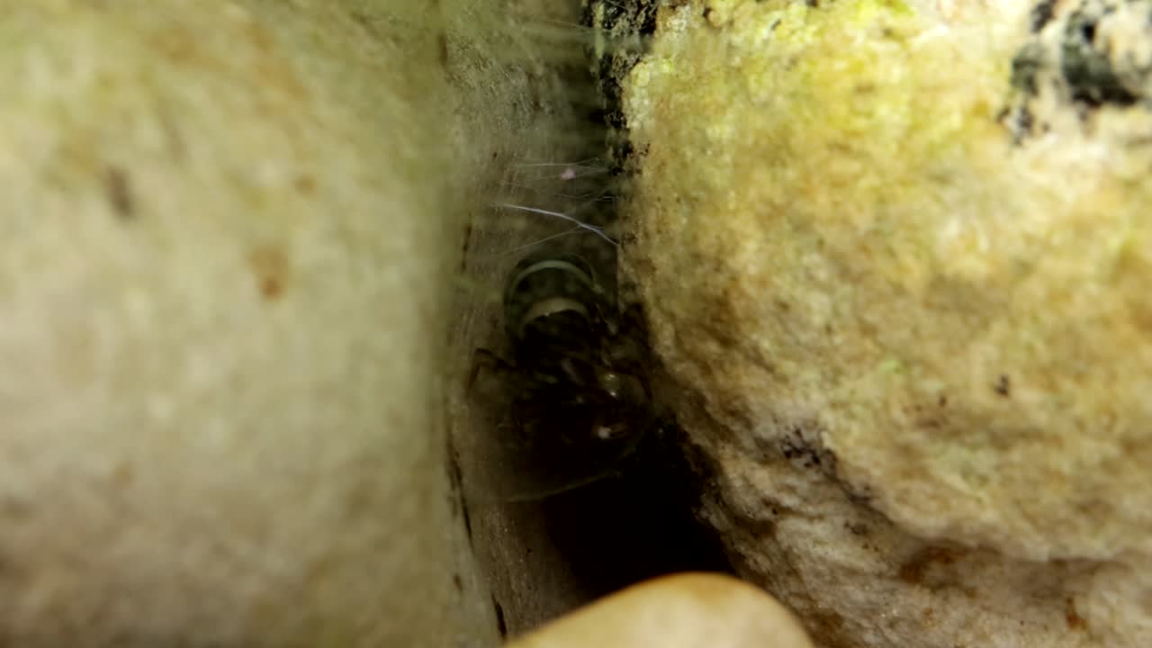 Larva di tricottero in torrente di trote, filmata sott'acqua. Macro estrema subacquea di una larva di tricottero senza astuccio (Hydropsychidae) che si nutre e pulisce la sua rete.