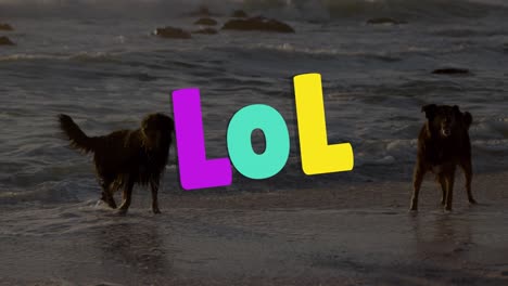 animation of lol text over two dogs at beach