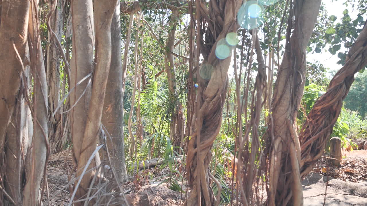 나무를 통해 태양 플레어