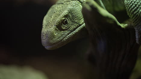 el monitor de la sabana mirando por encima del hombro