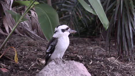 kookaburra amongst trees in back yard 4k uhd