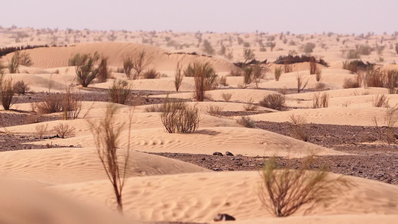 Fixed shot of desert dunes with scattered bushes and sparse vegetation under bright sunlight showing arid dry climate wilderness and natural sand landscape with plants adapted to extreme conditions