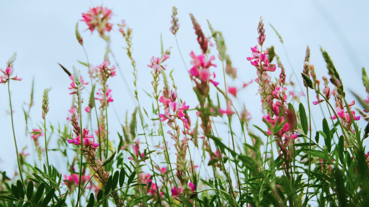 Lyserøde vilde blomster og grønt græs, der svajer blidt i vinden