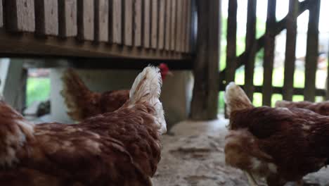 Many-red-chickens-on-a-summer-day-in-the-village