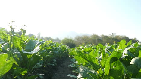 bok choy field in the morning