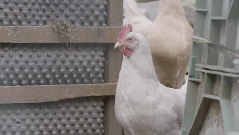 Medium-shot:-A-handheld-camera-captures-a-chicken-poking-its-head-through-the-gate