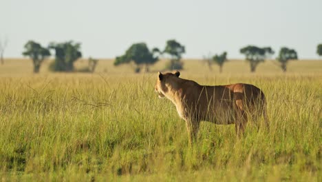 beautiful lioness big 5 five prowling in low sun as the sun goes down, african wildlife in maasai mara national reserve, kenya, africa safari animals in masai mara north conservancy