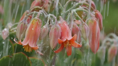 close up watering pretty flowering red and orange flowers on a succulent, slow motion