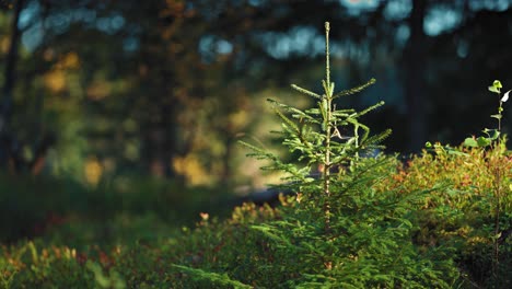 young pine trees are beautifully backlit by the morning sun, creating a serene and enchanting scene