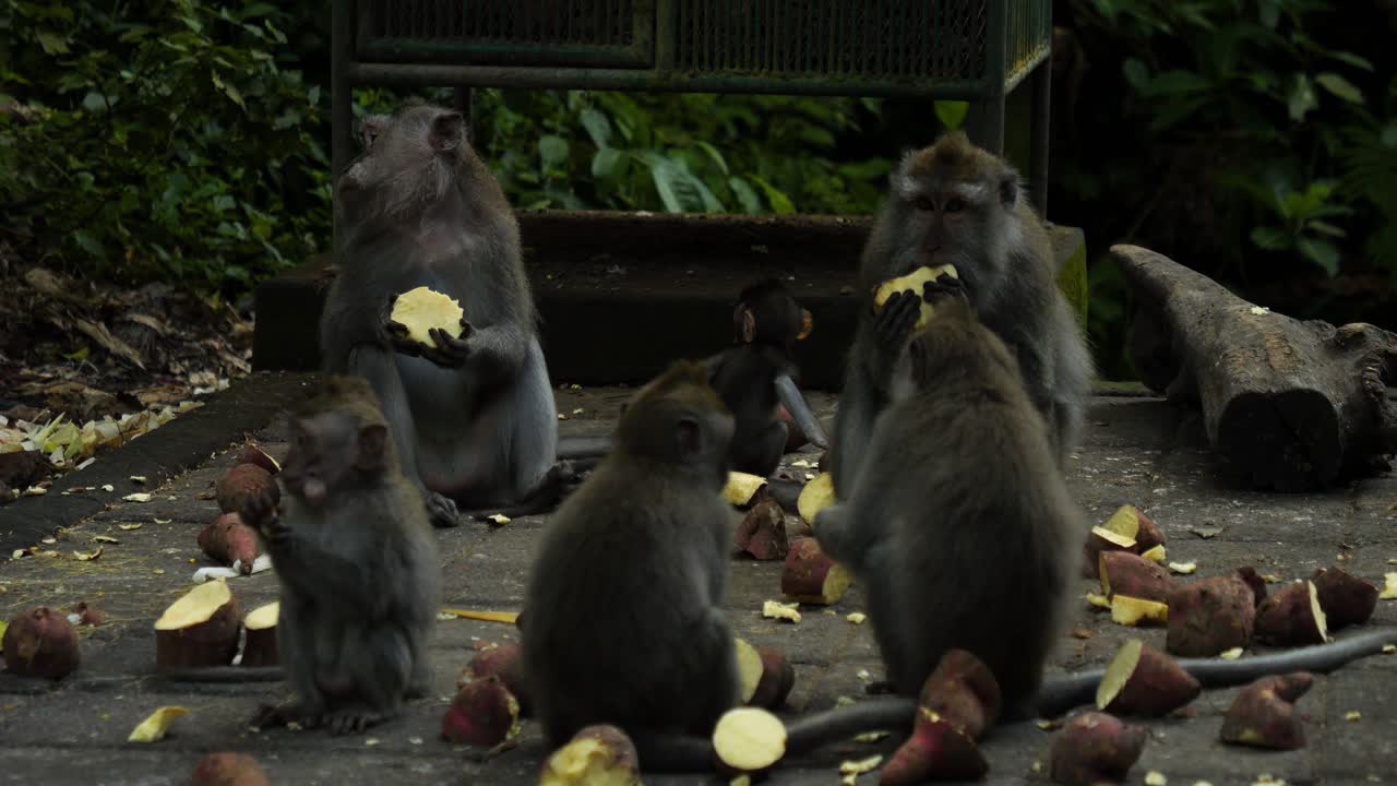monos macacos alimentando patatas dulces en el santuario del bosque sagrado de monos en bali indonesia en cámara lenta