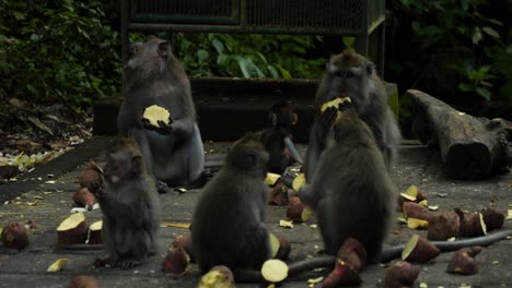 Makaken-Affen-Füttern-Süßkartoffeln-Im-Heiligen-Affenwaldschutzgebiet-Auf-Bali,-Indonesien,-In-Zeitlupe