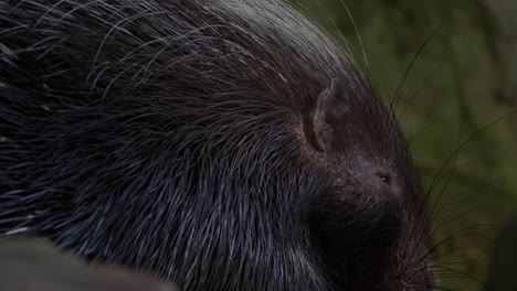 portrait closeup of cape porcupine face, munching - long shot