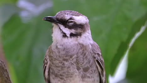 un bulbul con ventilación de luz gris soñolienta dormitando, cerrando los ojos - de cerca