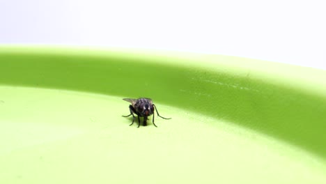 fly sitting on box and sucking_micro lens