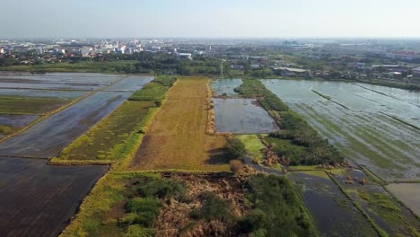 Drohne-Fliegt-Tief-über-Reisfeldlandschaft-Im-Stadtgebiet-In-Thailand---Drohnenschuss,-Vorwärts