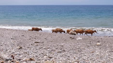 cows walking along the beach in timor-leste