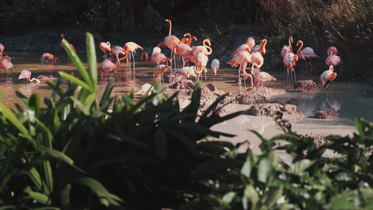 Flock of Flamingos in a Wetland